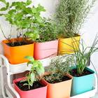 Kit com 10 cartelas de Sementes, Hortaliças, Verduras e Legum