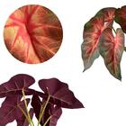 Kit Com 10 Plantas De Singônio Artificial – Ideal Para Jardin