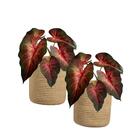 Kit Com 10 Plantas De Singônio Artificial – Ideal Para Jardin