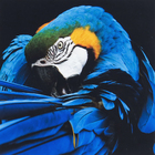 Kit com 2 Quadros Decorativos Animal 30x30cm cada