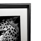 Kit com 2 Quadros Decorativos Animal 30x30cm cada