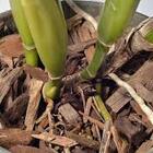 Kit Com 3 Substrato De Chips De Coco Para Orquídeas 200g