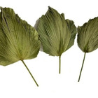 Kit Com 6 Folhas De Latania Seca Natural Decoração Arranjo