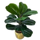 Kit Com 6 Plantas Artificiais Fícus Lyrata Para Arranjos E De