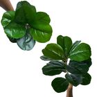 Kit Com 6 Plantas Artificiais Fícus Lyrata Para Arranjos E De