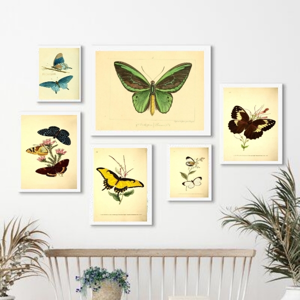 Kit Composição 6 Quadros Borboletas Retrô Moldura:madeira Pre