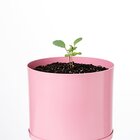 Kit Cultivo Autoirrigável Alumínio Rosa  Couve