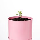 Kit Cultivo Autoirrigável Alumínio Rosa  Rúcula