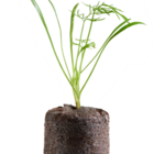 Kit Cultivo Erva Doce  Smartpot Marrom