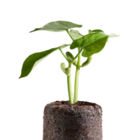 Kit Cultivo Feijão  Smartpot Marrom