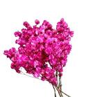 Kit De 10 Bougainville Pink  - Flores Desidratadas
