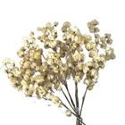 Kit De 5 Bougainville Branca  - Flores Desidratadas