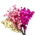 Kit De 9 Bougainville Variada - Flores Desidratadas