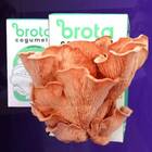 Kit De Cultivo De Cogumelo Frescos (shimeji Salmão) Brota