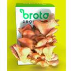 Kit De Cultivo De Cogumelo Frescos (shimeji Salmão) Brota