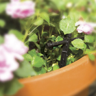 Kit de Irrigação 10 Gotejadores Rain Bird