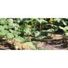 Kit De Irrigação Familiar Por Gotejamento Kifnet - 500 M² - N