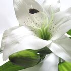 Kit Flores Artificiais Com 12 Galhos De Lírios Para Decoração