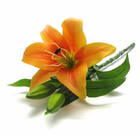 Kit Fores Artificiais Com 6 Galhos De Lírios No Atacado 38 Cm