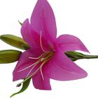 Kit Fores Artificiais Com 6 Galhos De Lírios Para Decoração 3