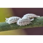 Kit Forth Fungicida + Defende Oléo De Neem Concentrado 30ml