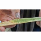 Kit Forth Fungicida + Defende Oléo De Neem Concentrado 30ml