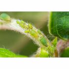 Kit Forth Fungicida + Defende Oléo De Neem Concentrado 30ml