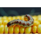 Kit Forth Fungicida + Defende Oléo De Neem Concentrado 30ml