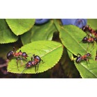 Kit Forth Óleo De Neem E Elimina Formiga 500ml Pronto Uso