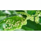 Kit Forth Óleo De Neem E Elimina Formiga 500ml Pronto Uso