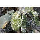 Kit Forth Óleo De Neem E Elimina Formiga 500ml Pronto Uso