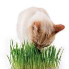 Kit Grama dos Gatos e Trigo Isla