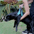 Kit Guia Corda Antishock E Peitoral Air Pull Tam. P Mimo - Pp