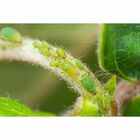 Kit Inseticidas Para Plantas Forth Cochonilha + Pulgão 500ml