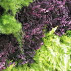 Kit Jardim Vertical 4 Módulos