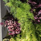 Kit Jardim Vertical 8 Módulos + Irrigação