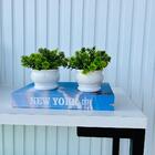 Kit Livro P/ Decorar Porta Objetos + Dupla Vaso Branco Decor