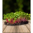 Kit Microverdes - Rucula + Manjericão + Beterraba + Outros