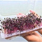 Kit Microverdes - Rucula + Manjericão + Beterraba + Outros