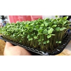 Kit Microverdes - Rucula + Manjericão + Beterraba + Outros