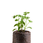 Kit Mudas  Creme De Espinafre