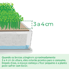 Kit Mudas  Creme De Espinafre