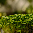 Kit Mudas  Creme De Espinafre