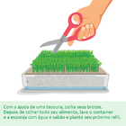 Kit Mudas  Creme De Espinafre