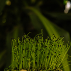 Kit Mudas  Vinagrete