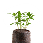 Kit Mudas  Vinagrete