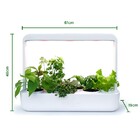 Kit - Pimenta (étna Ornamental)