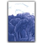 Kit Placas Quadros Decorativos 3 Pçs 40x60 Flores Em Mármore