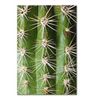 Kit Placas Quadros Decorativos 3 Pçs Mdf 20x30 Cactos