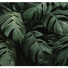 Kit Placas Quadros Decorativos 3 Pçs Mdf 20x30 Folhas